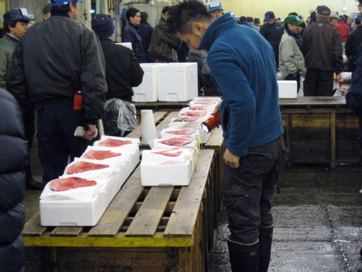 Tsukiji Market - Evaluating Tuna