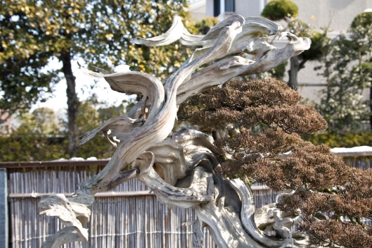 Masahiko Kimura Bonsai Tree