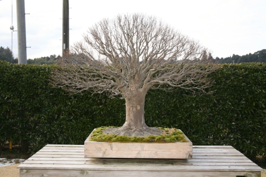 A Zelkova ~ 36-inches tall