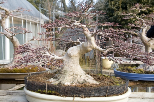 Another outstanding example of a Japanese Maple