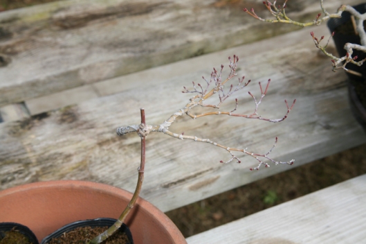 A Japanese Maple branch grafted on a very young tree.